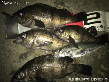 メバル、アジ