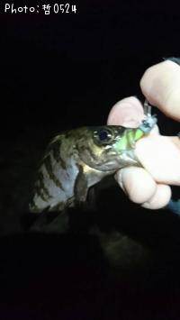 メバル