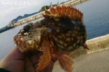 カサゴ