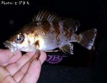 メバル