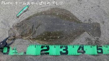 ヒラメ