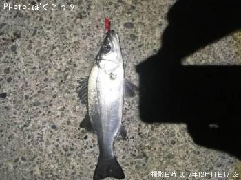 シーバス