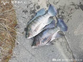 テラピア