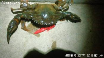 イシガニ