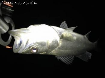 シーバス