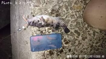 クロソイ