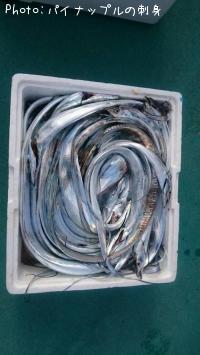 太刀魚