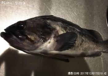 クロソイ