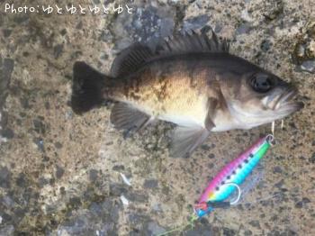 メバル