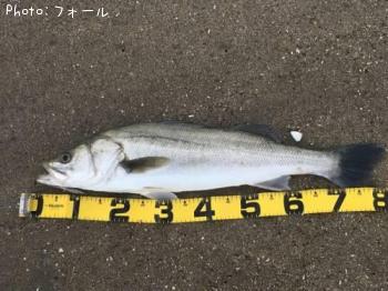 シーバス