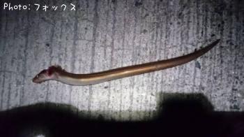 ʥ