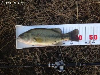 ブラックバス