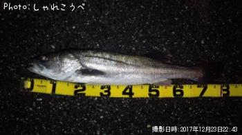シーバス
