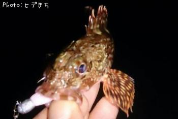 カサゴ