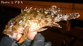カサゴ