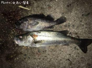クロソイ