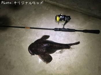 カジカ