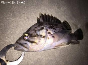クロソイ