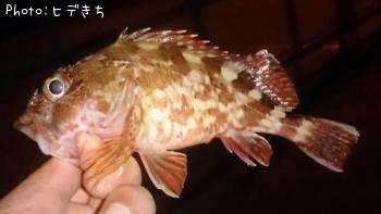 カサゴ
