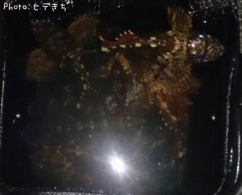 カサゴ