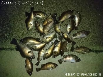 メバル