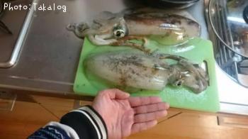 アオリイカ