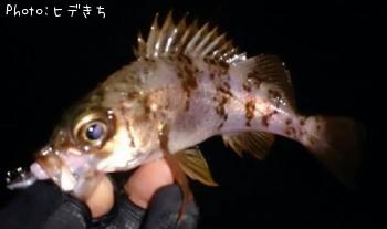 メバル