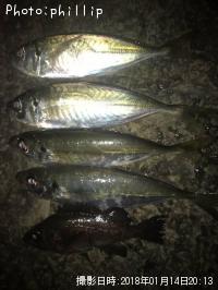 アジ、メバル