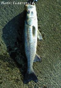 ＳｅａＢａｓｓ