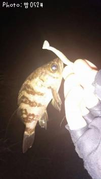 メバル