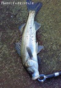 ＳｅａＢａｓｓ