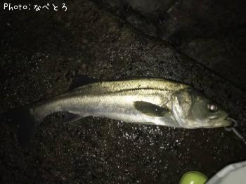 シーバス
