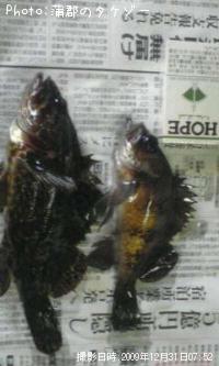 メバル