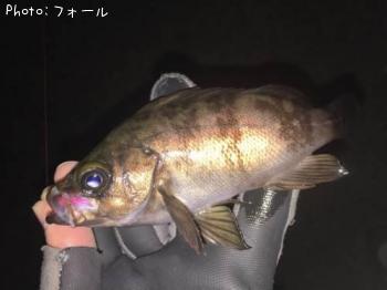 メバル