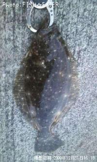 ヒラメ
