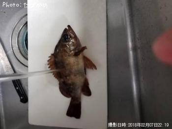 メバル