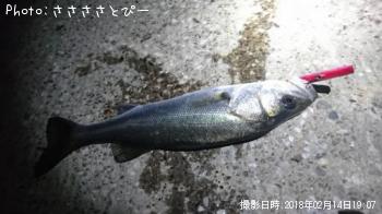 シーバス