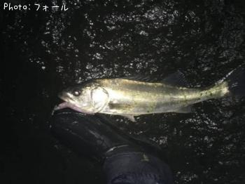 シーバス