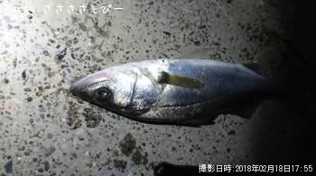 シーバス
