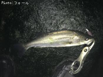 シーバス