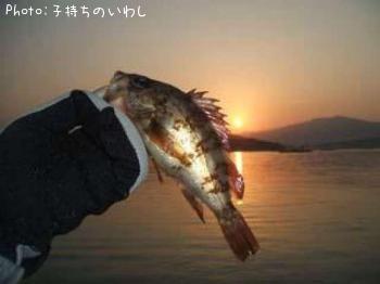 メバル