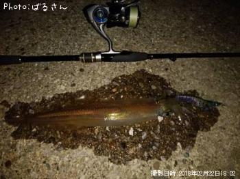 ヤリイカ