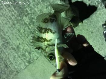 メバル