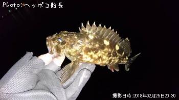 カサゴ