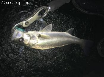 シーバス