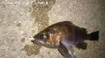 メバル