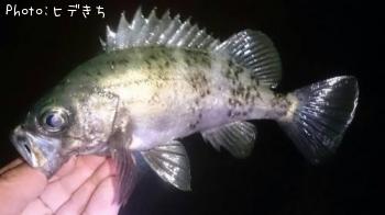 メバル