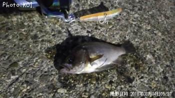 メバル