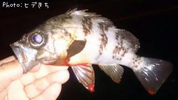メバル