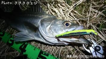 シーバス